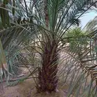 نخل للبيع جثايث وفسائل