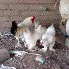 دجاج براهما كولمبي تم البيع