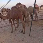 قعدان بريات