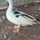 ذكور بط مصري مسكوفي