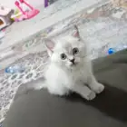 كيتن ذكر هجين هملايا سكوتش بالاغراض