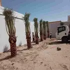 نخل للبيع بجميع أنواعها ومقاساتها نوايع ع الطلب