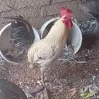 ديك للبيع