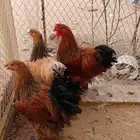 دجاج براهما بوف