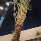 جثايث للبيع ونانه خلاص برحي صقعي مجدول سكري