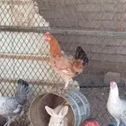 دجاج للبيع تم البيع