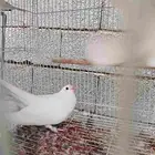 جوز صنعاني ابيض