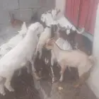 تيوس وخرفان ت