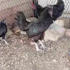 طقم اندنوسي فاخر