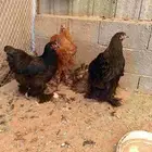 دجاج براهما