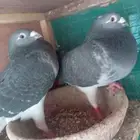 اناثي زاجل سباق