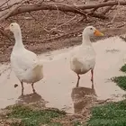 بط بكيني