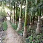 متوفر نخل للبيع بجده