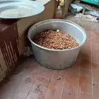علف تمر جديد