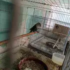 أنثى روز منتجه محجرلا 2025