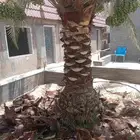 التعديل النخيل والأشجار