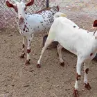 جفير(تم البيع)