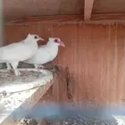 حمام حساوي او عروب شي فاخر من الاخر