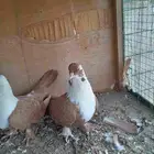 حمام البناني