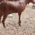 حلال ( تم البيع)