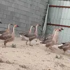 وز كندي اصيل منتج للبيع جمله للتواصل الرقم