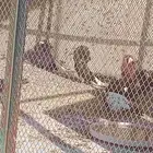 حمام ( الفوطة ) ( بلجيكي ) جاكوبين اجواز للبيع