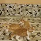 قطة شيرازي مع عيالها ذكر و أنثى