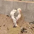 ديك براهما كولومبي