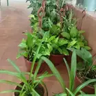 زراعة وتنسيق الحدائق