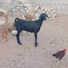 عنز حليب