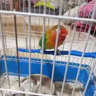 ببغاء روز فيشر أثنى - ببغاء روز اللوتينو اثنى