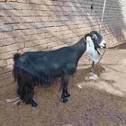 عنز دافع