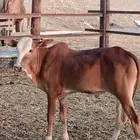 حسيل بلدي لباني