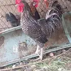 ديك للييع تم البيع