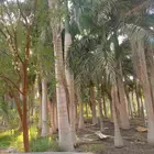 نخل ملوكي للبيع