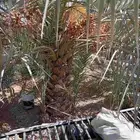 نخل للبيع طالع بتجاه حائل نوايع طيبه