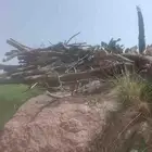 حطب مستورد حملة شاص