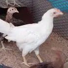 4 دجاج بيض للبيع فقط