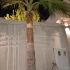 التعتيل النخيل والاشجار