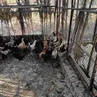 دجاج بلدي بشاير الموقع جلاجل