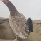 دجاج تراث تم البيع