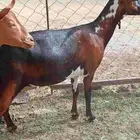 مقاني (تم البيع)