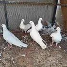 طبات حمام فرنسي ملكي