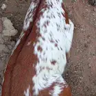 جفره للبيع