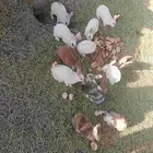 ارانب للبيع 12 ذكرين و10 اناثي تواصل واتس أو خاص