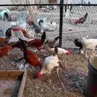 ديوك بلدي