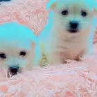 كلاب مالتيز بيور