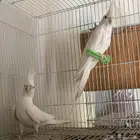 كروان البينو