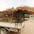 جريد وسعف نخل