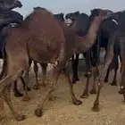 مطلوب حشو كفو مفاريد ولا حيران اتصال اتصال